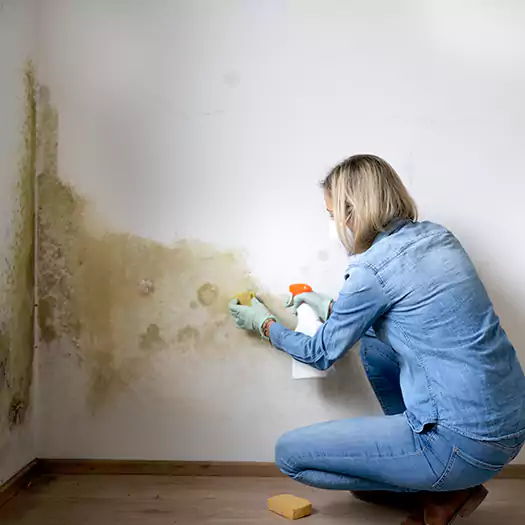 Trusted Mold Remediation and Removal Experts in Boston, MA